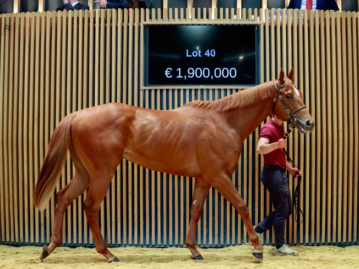 Lot 40 (c) by Night Of Thunder x Date With Destiny (Pic - ZuzannaLupa)