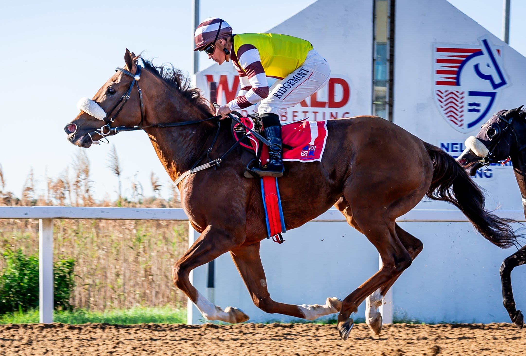 Mercantour (Richard Fourie) wins the Fairview 1400 (Pic - Pauline Herman)