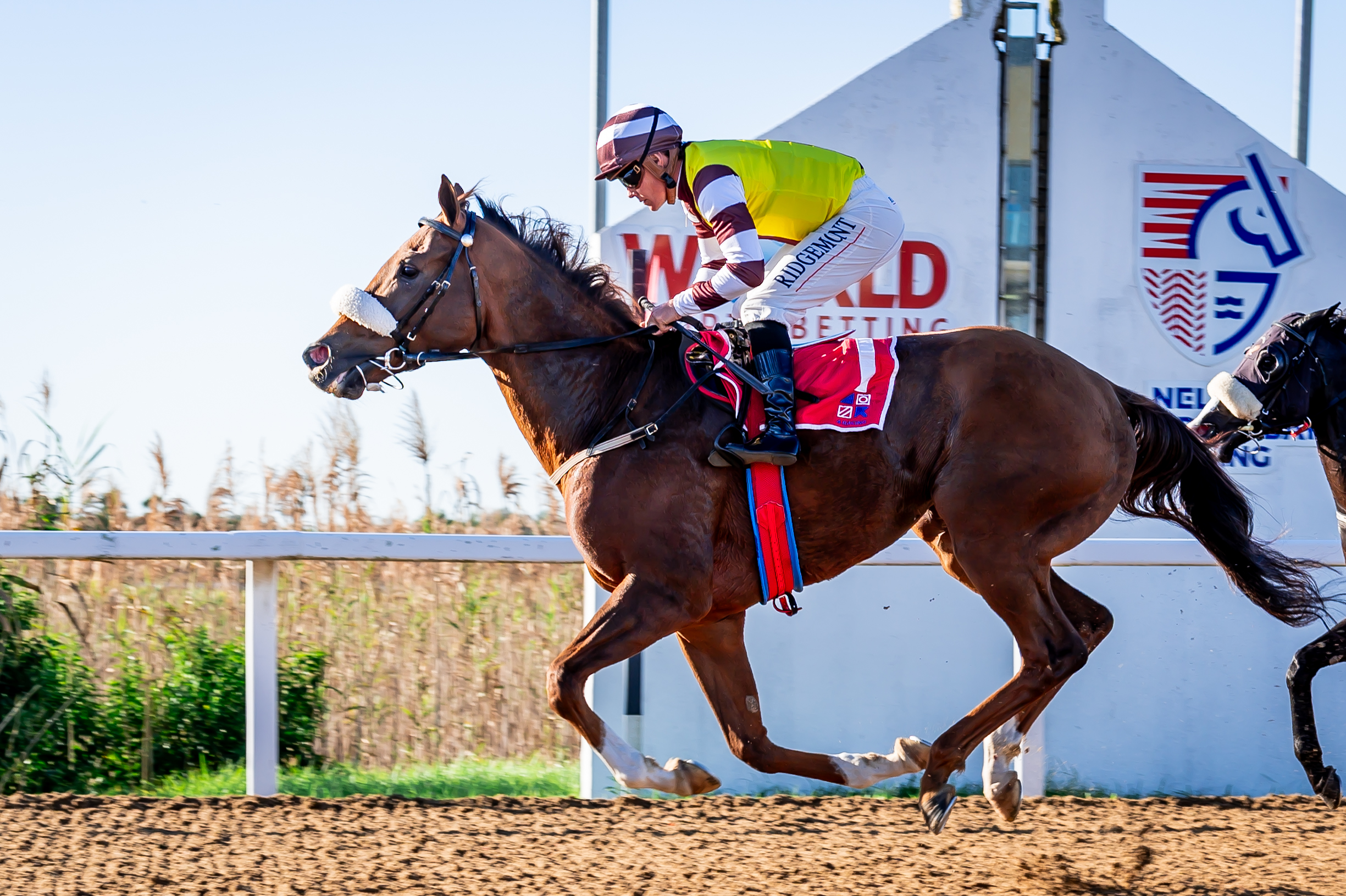 Mercantour (Richard Fourie) wins the Fairview 1400 (Pic - Pauline Herman)