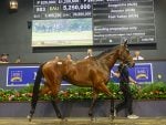 Zougotcha Tops National Broodmare At A$5.25