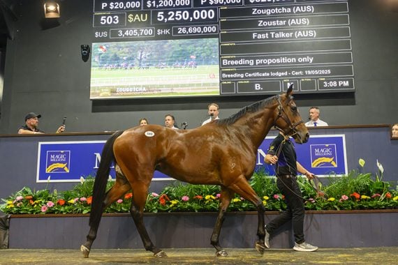 Zougotcha was the sales topper on Tuesday (Pic - Magic Millions)