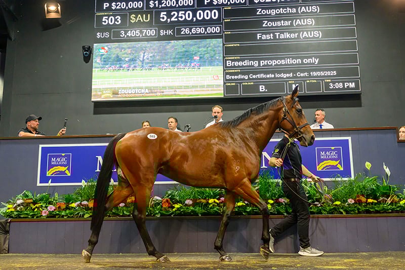 Zougotcha was the sales topper on Tuesday (Pic - Magic Millions)