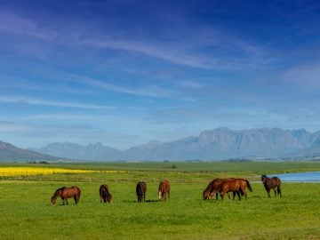 A nursery of champions – the magnificent Varsfontein Stud in Paarl (Pic - Jeremy Nelson)