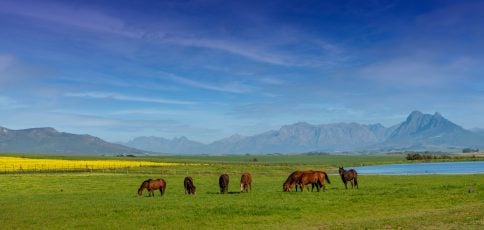 A nursery of champions – the magnificent Varsfontein Stud in Paarl (Pic - Jeremy Nelson)