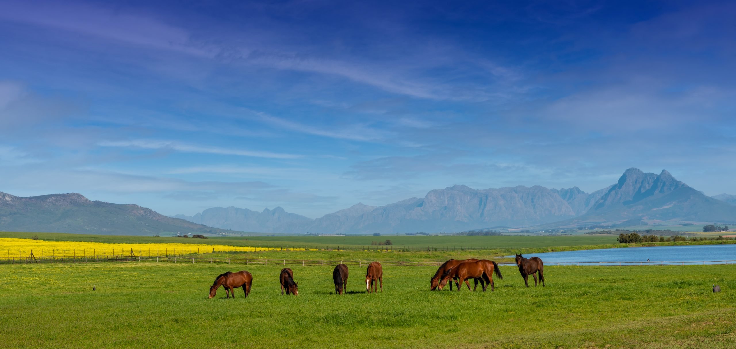 A nursery of champions – the magnificent Varsfontein Stud in Paarl (Pic - Jeremy Nelson)