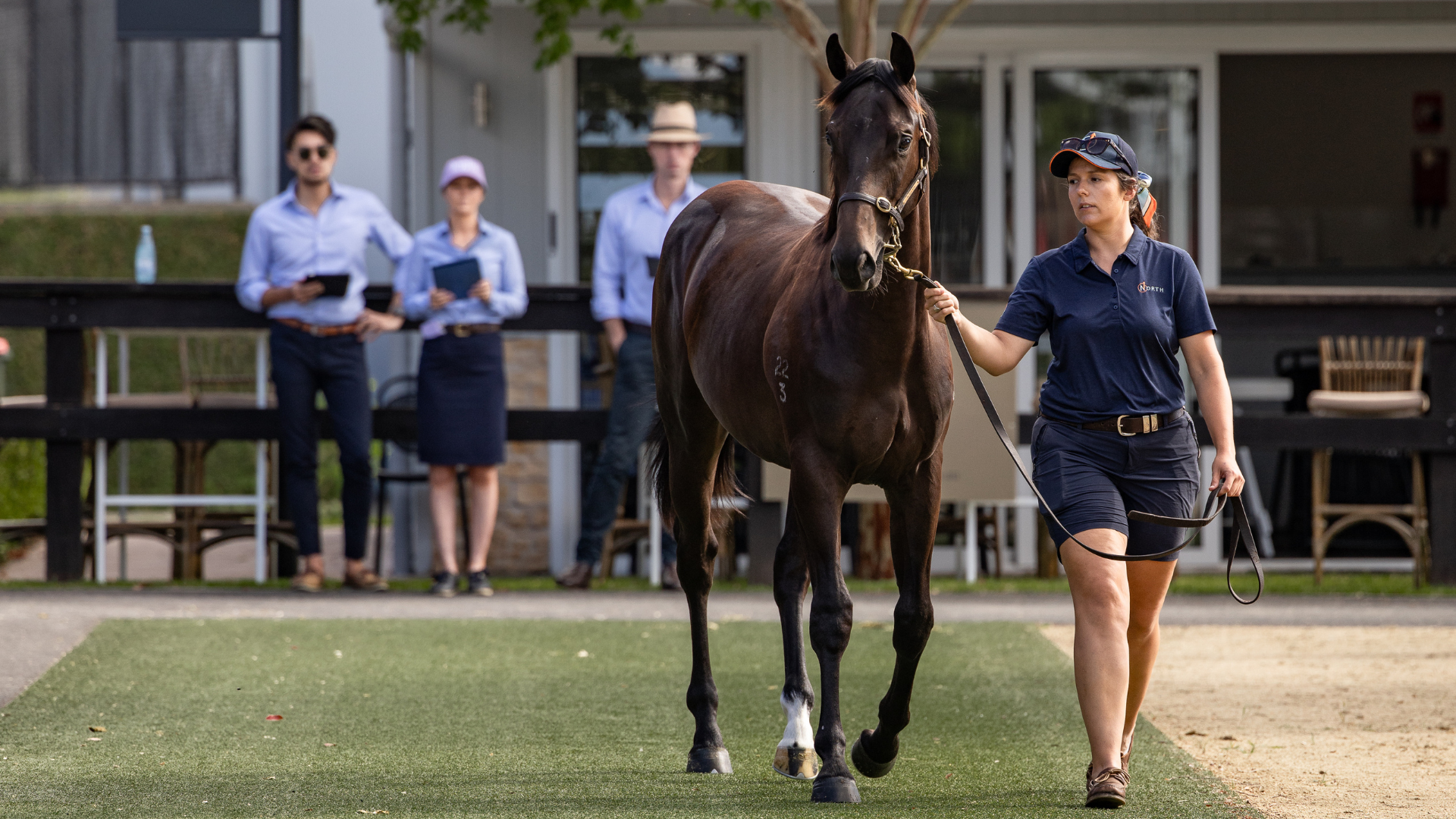 An opportunity to work with Australia's most progressive thoroughbred auction house awaits (Pic - Inglis)