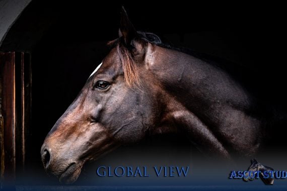 Ascot Resident Global View – sire of SA Horse Of The Year, Dave The King (Pic - Pauline Herman)