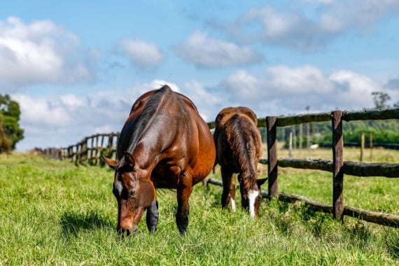 Blue Sky Thoroughbreds... serenity! (Pic - Candiese Lenferna)