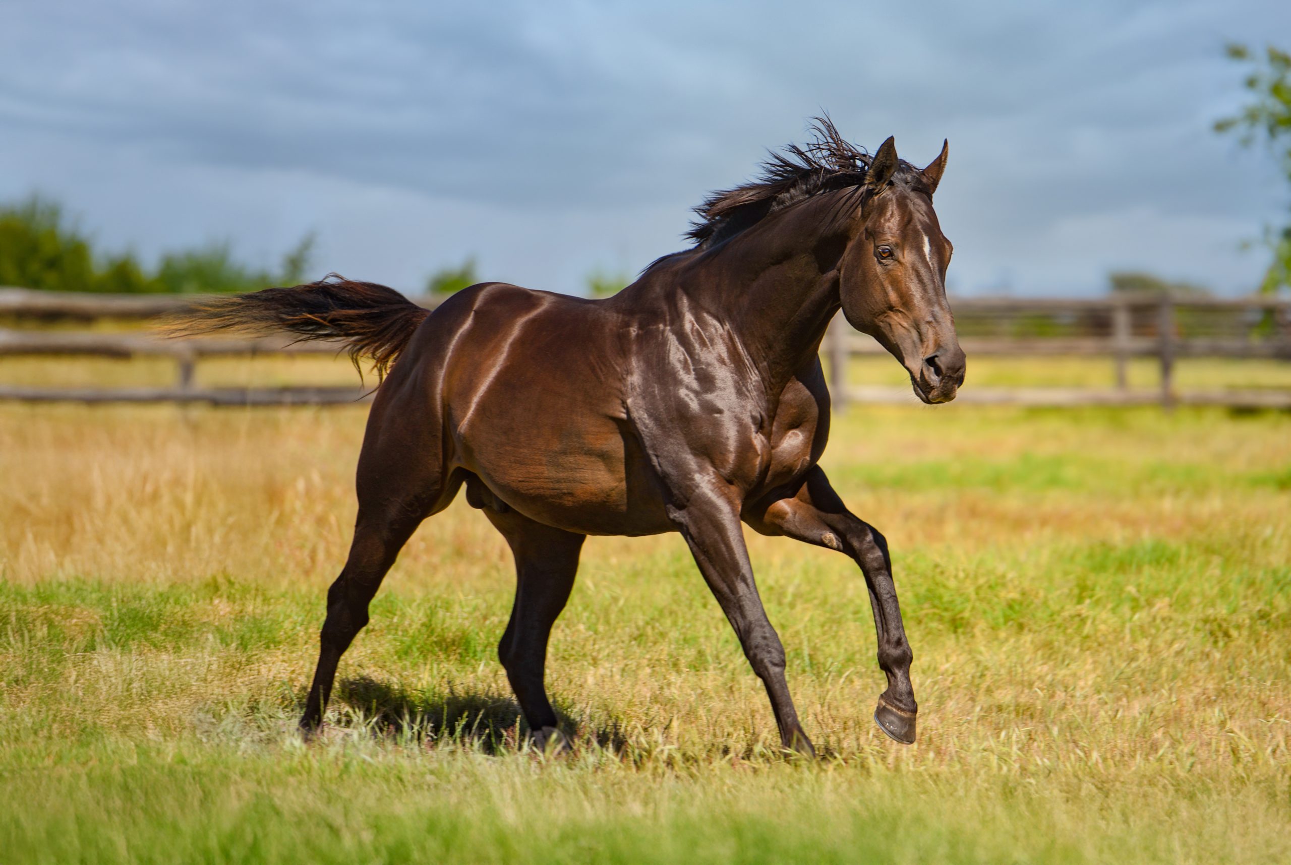 Captain Al’s exciting son Erik The Red – champion freshman sire elect (Pic - Jeremy Nelson)