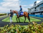 Gold Coast Horses In Training – Entries Now Open