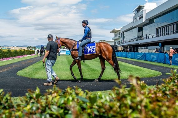 Entries are now opened for Magic Millions Gold Coast Horses in Training Sale (Pic - Magic Millions)