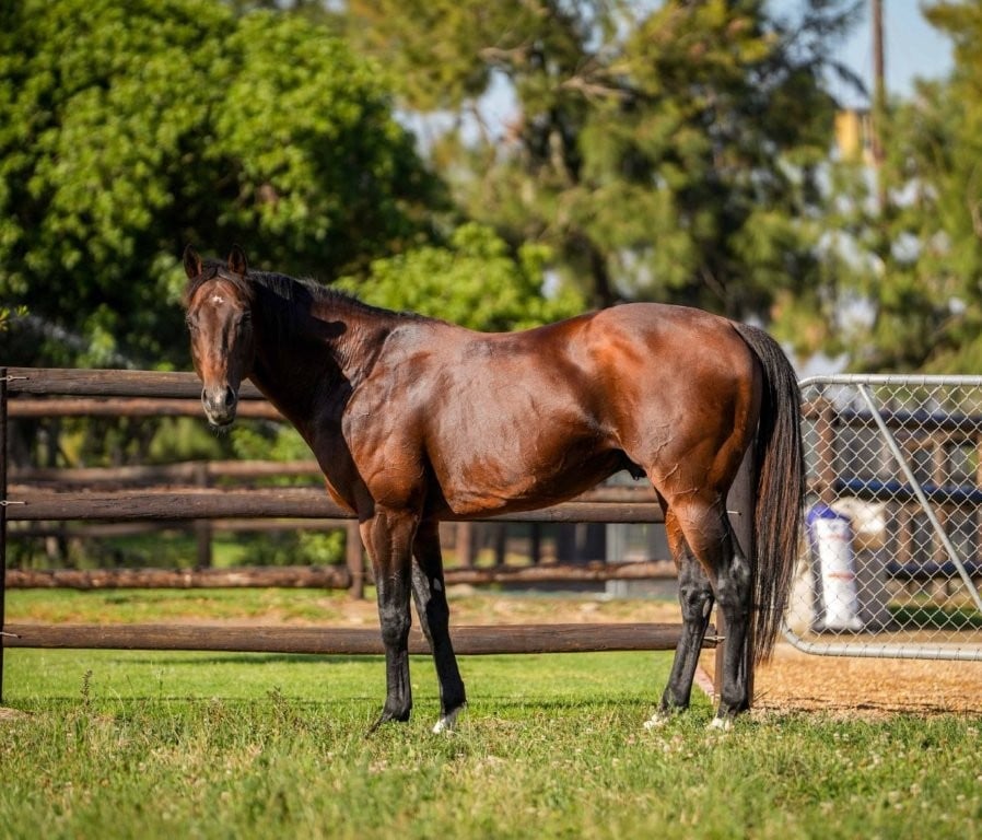 Expert Eye relaxes in his paddock (Pic - Romi Bettison)