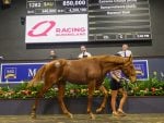Extreme Choice Colt Equals The All-Time Nationals Record Price