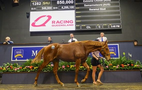Extreme Choice colt equals National Yearling Sales record (Pic - Magic Millions)
