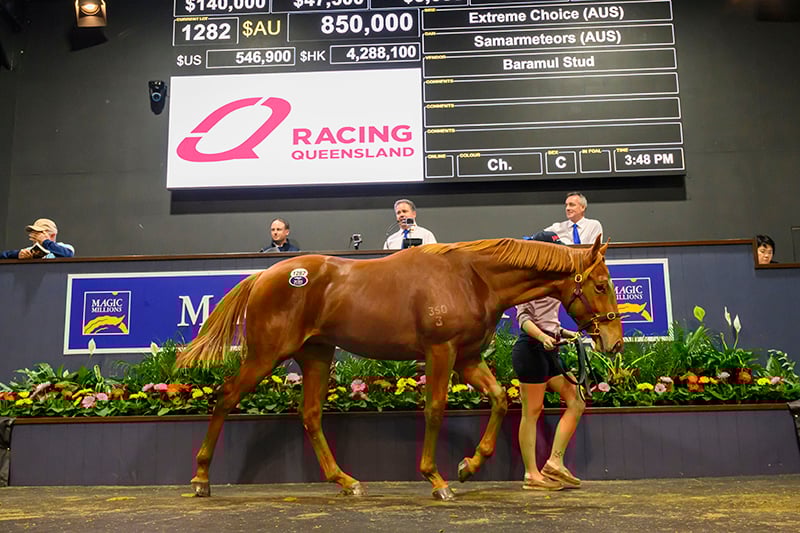 Extreme Choice colt equals National Yearling Sales record (Pic - Magic Millions)