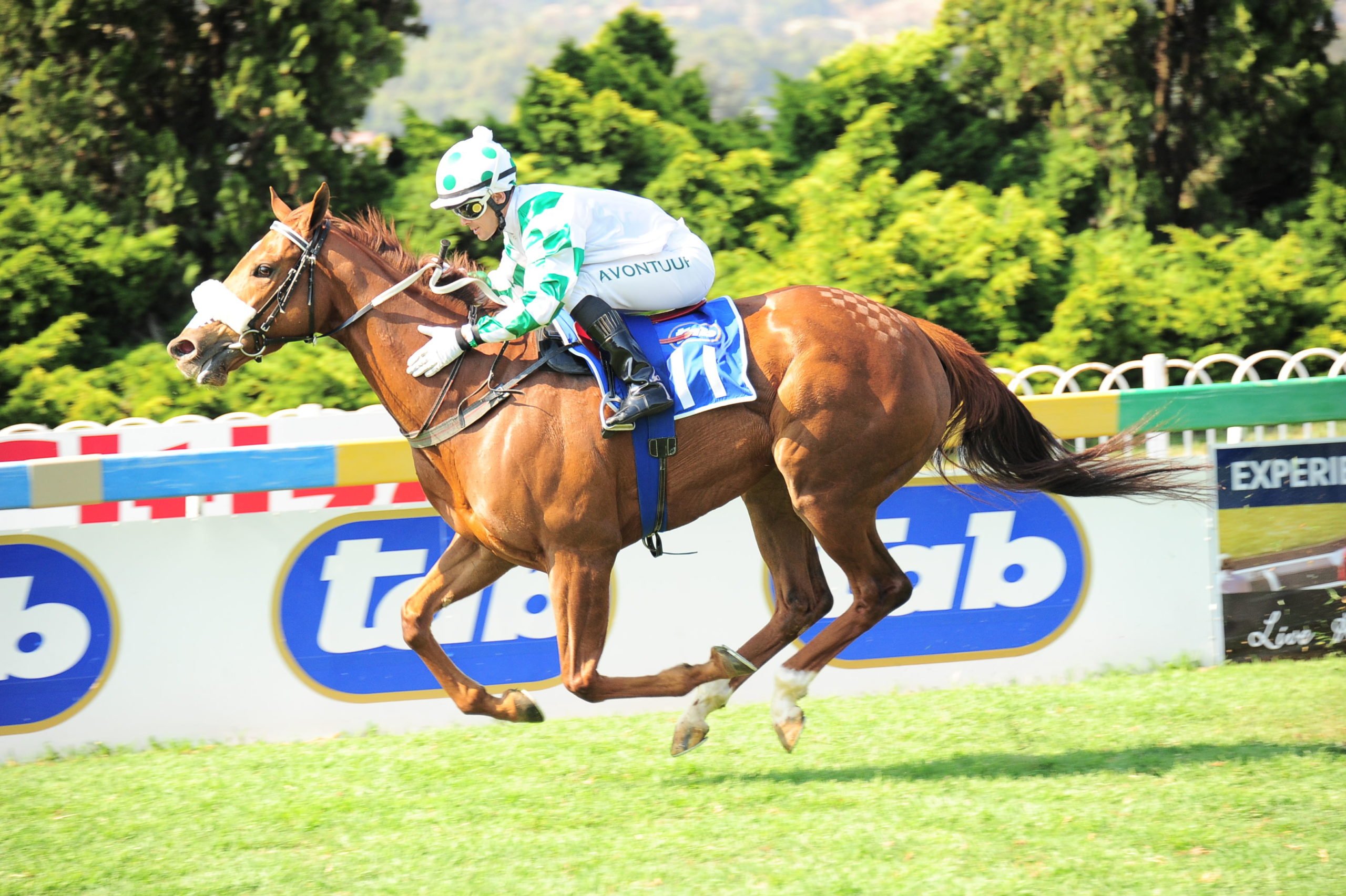 Gibraltar Blue – family connection wins at Ascot for Cayton Park (Pic - Supplied)