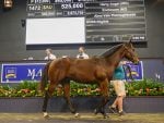 Harry Angel Colt Tops Final Day Of Nationals