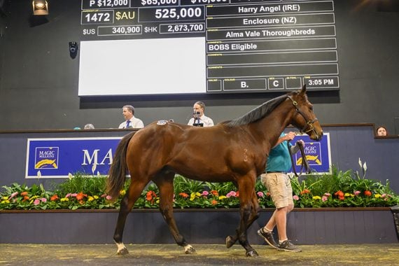 Harry Angel colt tops final day of National Yearling Sale (Pic - Magic Millions)