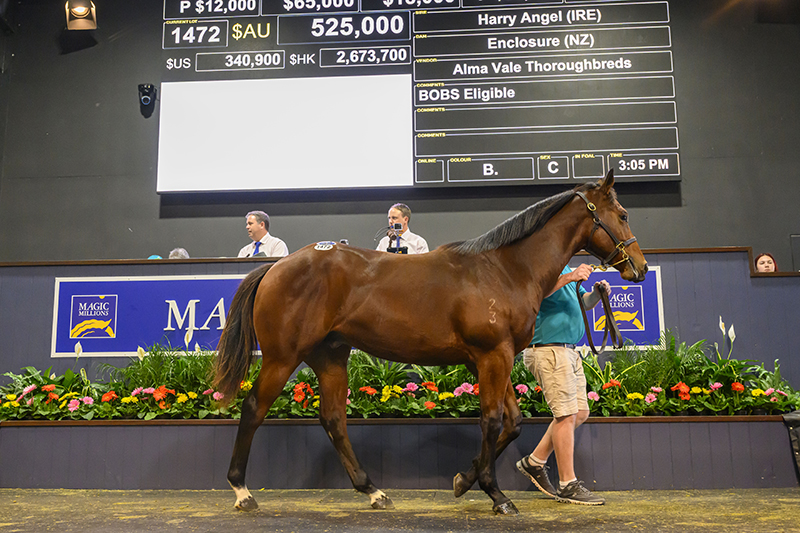 Harry Angel colt tops final day of National Yearling Sale (Pic - Magic Millions)