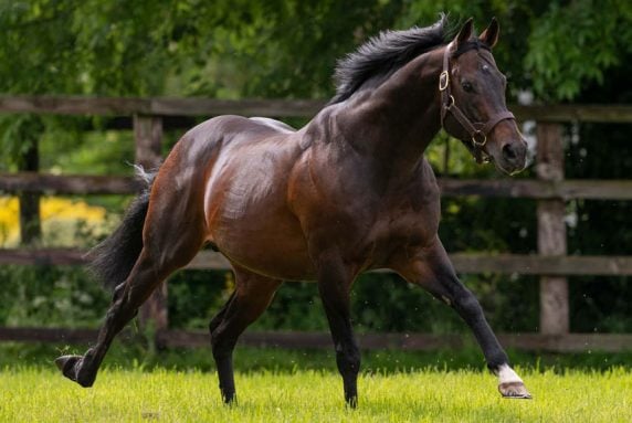 Invincible Spirit - Green Desert ex Rafha (Pic - Irish National Stud)