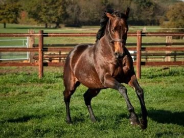 Morpheus – a true blue athlete (Pic - Racing Post - Kevin Simmonet - Heversham Park)