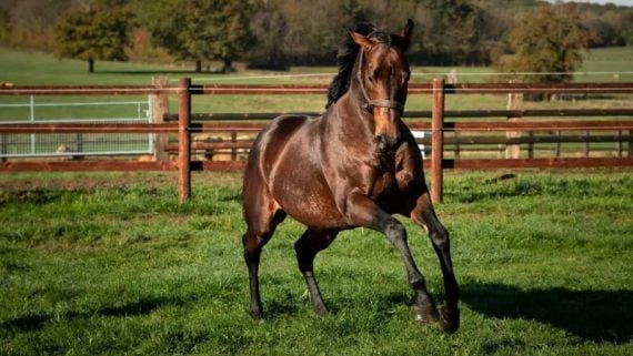 Morpheus – a true blue athlete (Pic - Racing Post - Kevin Simmonet - Heversham Park)