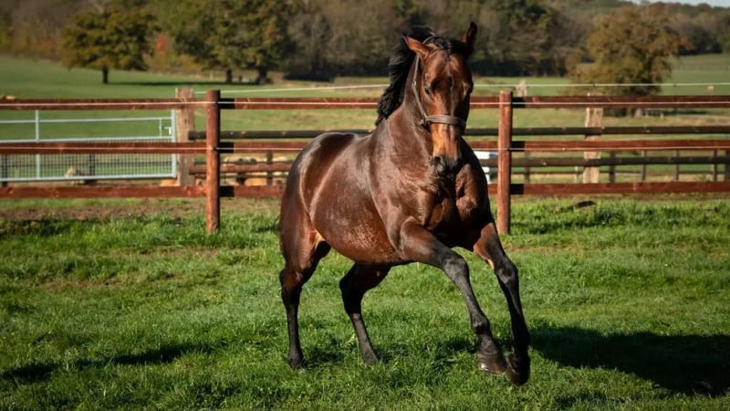 Morpheus – a true blue athlete (Pic - Racing Post - Kevin Simmonet - Heversham Park)