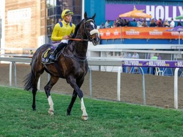Retired star Do It Again – achieved Gold Challenge – Durban July double in 2019 (Pic - Candiese Lenferna)
