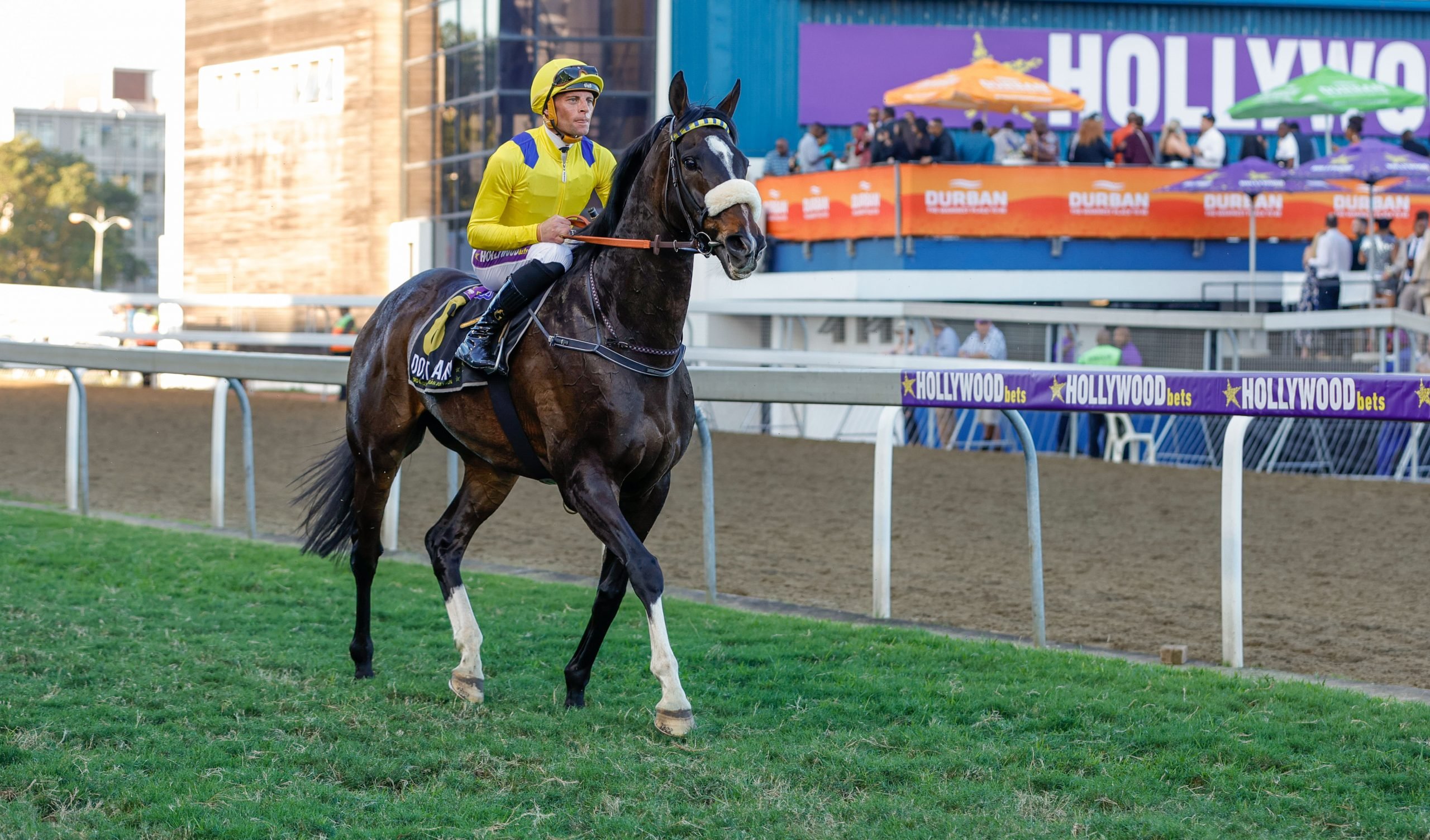Retired star Do It Again – achieved Gold Challenge – Durban July double in 2019 (Pic - Candiese Lenferna)
