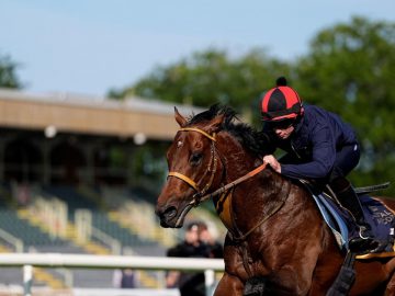 Satono Reve will carry the hopes of a nation at Royal Ascot (Pic - John Hoy)