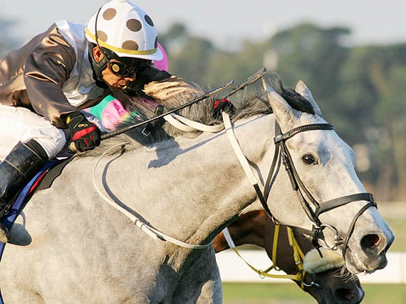 Snaith fairer sex champion Dancer’s Daughter – achieved Gold Challenge – Durban July double in 2008 (Pic - Supplied)