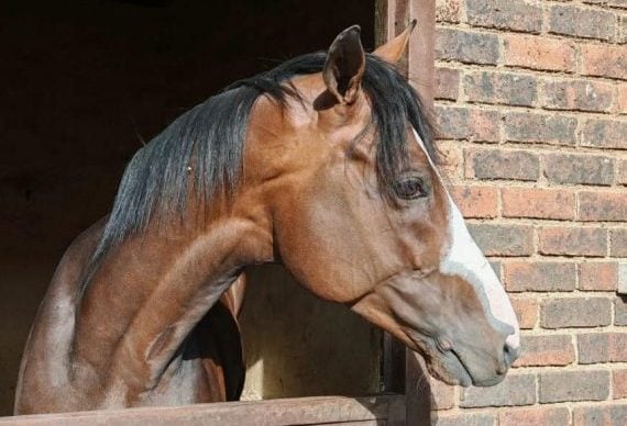 The Equator holds a 2025 Hollywoodbets Durban July nomination (Pic – Tony Peter Racing)