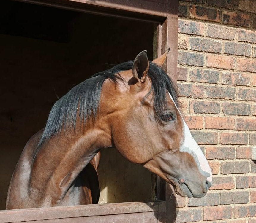 The Equator holds a 2025 Hollywoodbets Durban July nomination (Pic – Tony Peter Racing)